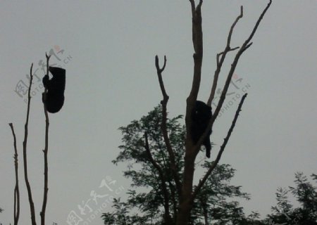 熊爬树图片