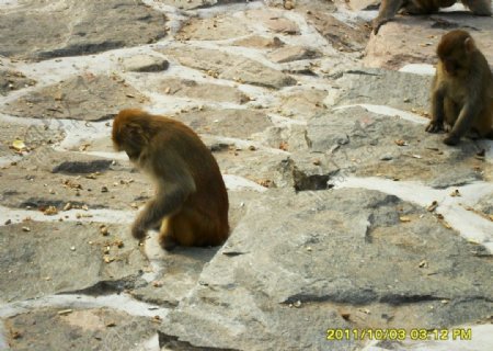 太行山猴子图片