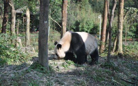 树林里的熊猫图片