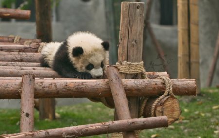 大熊猫幼崽图片