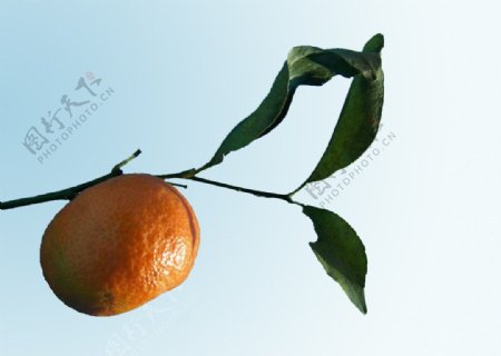 橘树枝图片