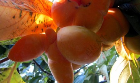 桂林冻柿子图片