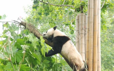 成都郊外的熊猫基地图片