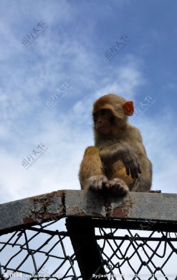 济南跑马岭野生动物园猴子图片