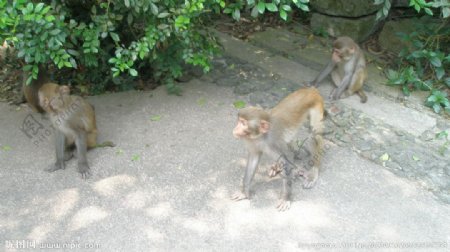 猴岛猴子图片