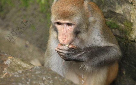 黔灵山公园猴子图片
