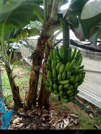 香蕉樹图片