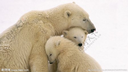北极熊一家子图片