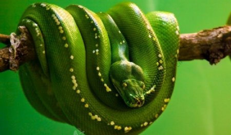 绿蛇图片