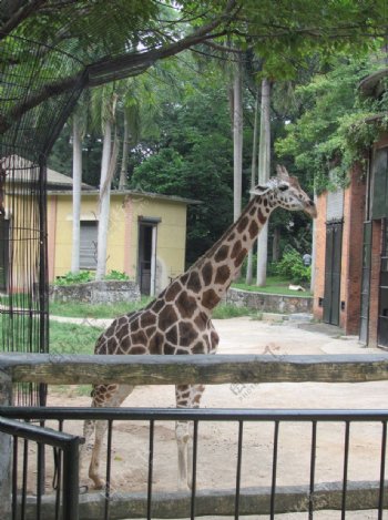 广州动物园长颈鹿图片