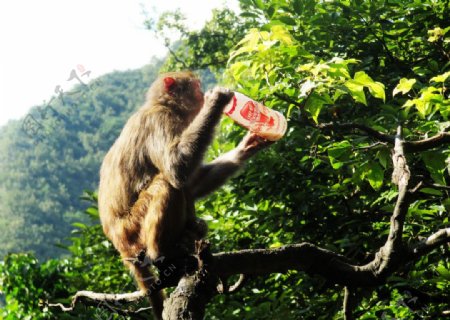 喝饮料的猴子图片