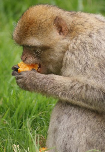动物园里吃东西的猕猴图片