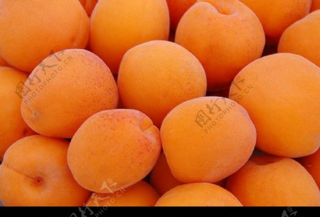 水果黄金杏2图片