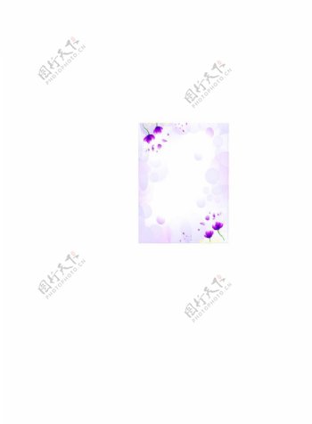 紫晴花图片