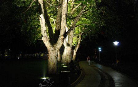 夜色中的浙江杭州西湖柳浪闻莺的大树图片