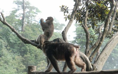 四川峨嵋山上的猴子图片