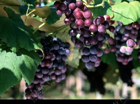葡萄成熟了2图片