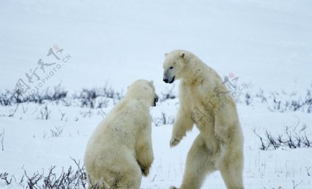 北极熊野生动物图片