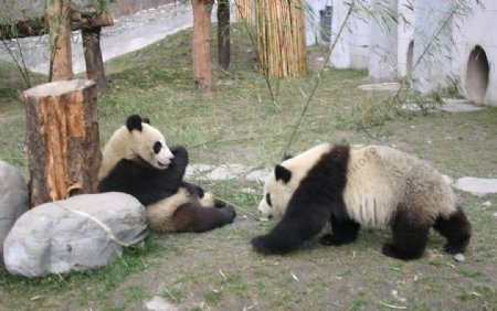 大熊猫团团圆圆图片