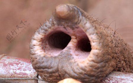 大象鼻子图片