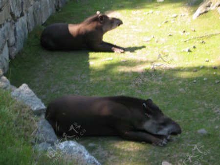 瑞典动物园的南美貘图片