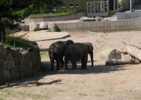 瑞典动物园大象图片