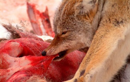 吃肉的野狼图片