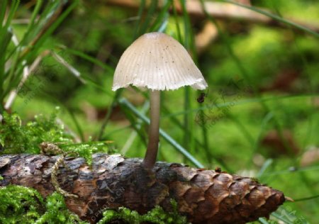 竹笋蘑菇图片