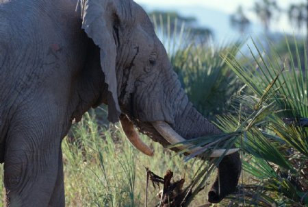 大象大象群动物世界大象生活环境图片
