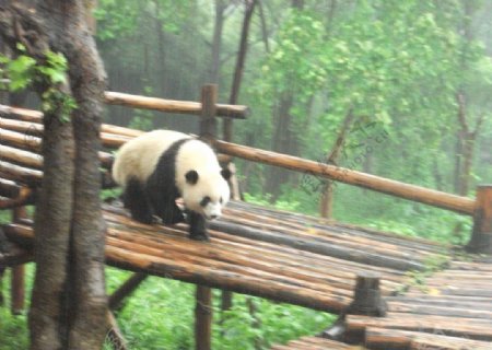雨中的熊猫图片