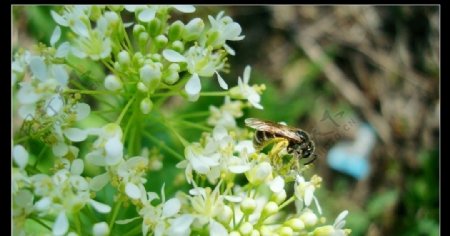 微距蜜蜂图片