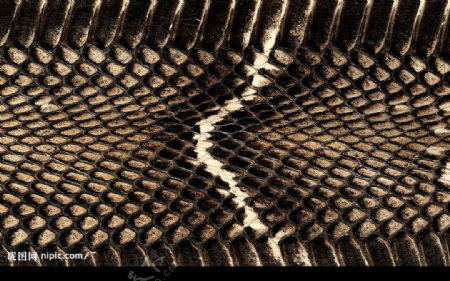 皮草皮革非洲蟒蛇皮纹理斑驳行时尚图片