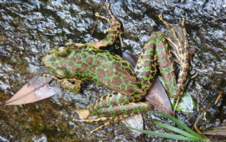 林蛙和溪水图片