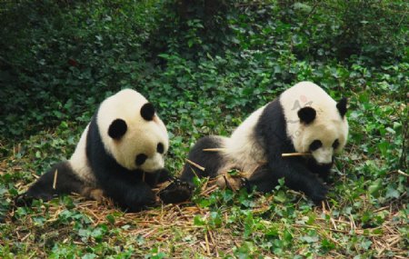 两只熊猫嬉戏图片