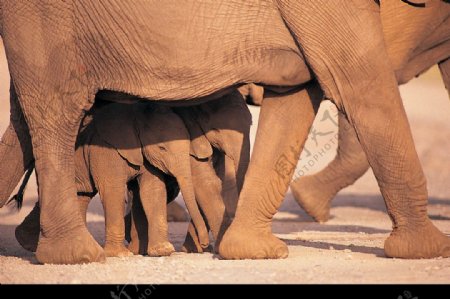 大象身体特写图片