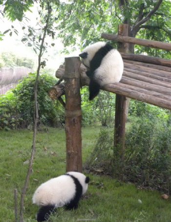 大熊猫兄弟图片