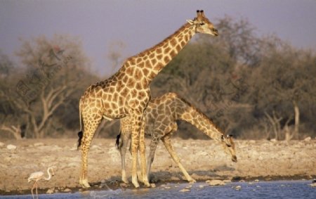 长颈鹿水边图片