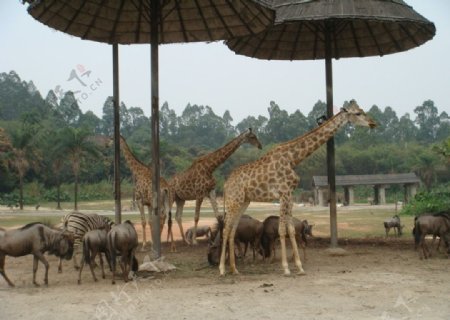 长颈鹿乐园图片