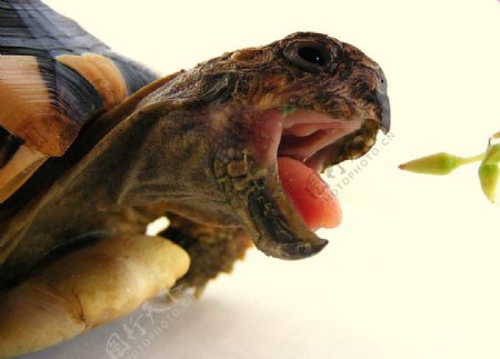 嘴巴乌龟摄影草龟壳龟纹图片