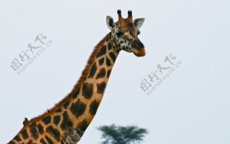 长颈鹿的长脖子图片