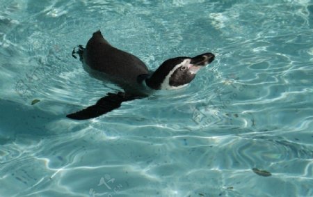 企鹅游泳图片