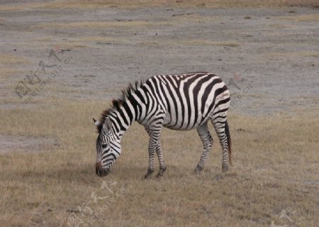 非洲萨伦盖蒂草原上的斑马图片