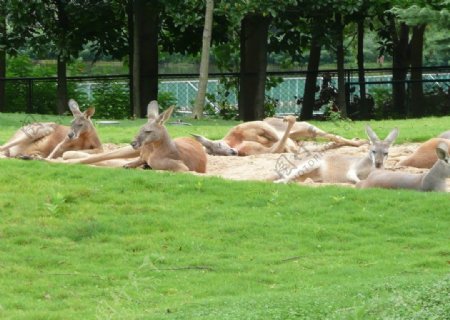 一群鹿在睡觉图片