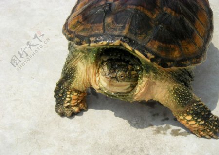 小鳄龟水龟爬行动物图片