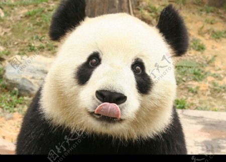 番遇香江野生动物园之熊猫图片
