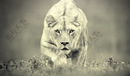 野生狮子图片