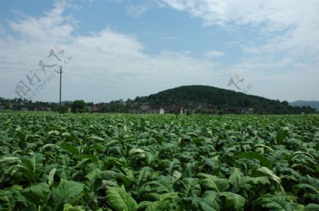 苏仙区烟草种植图片