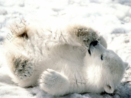 小北极熊图片