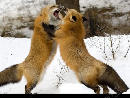 争斗的狐狸图片