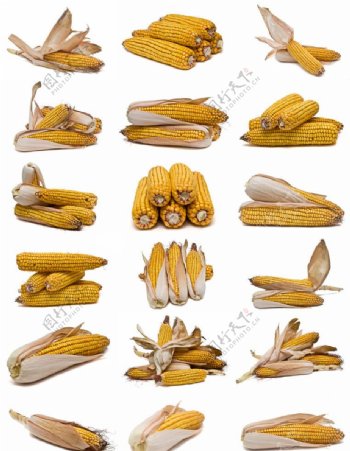 玉米图集图片